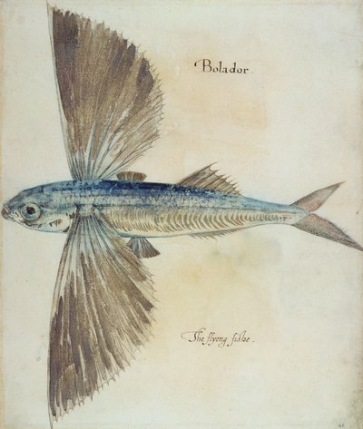 Flying-Fish by John White